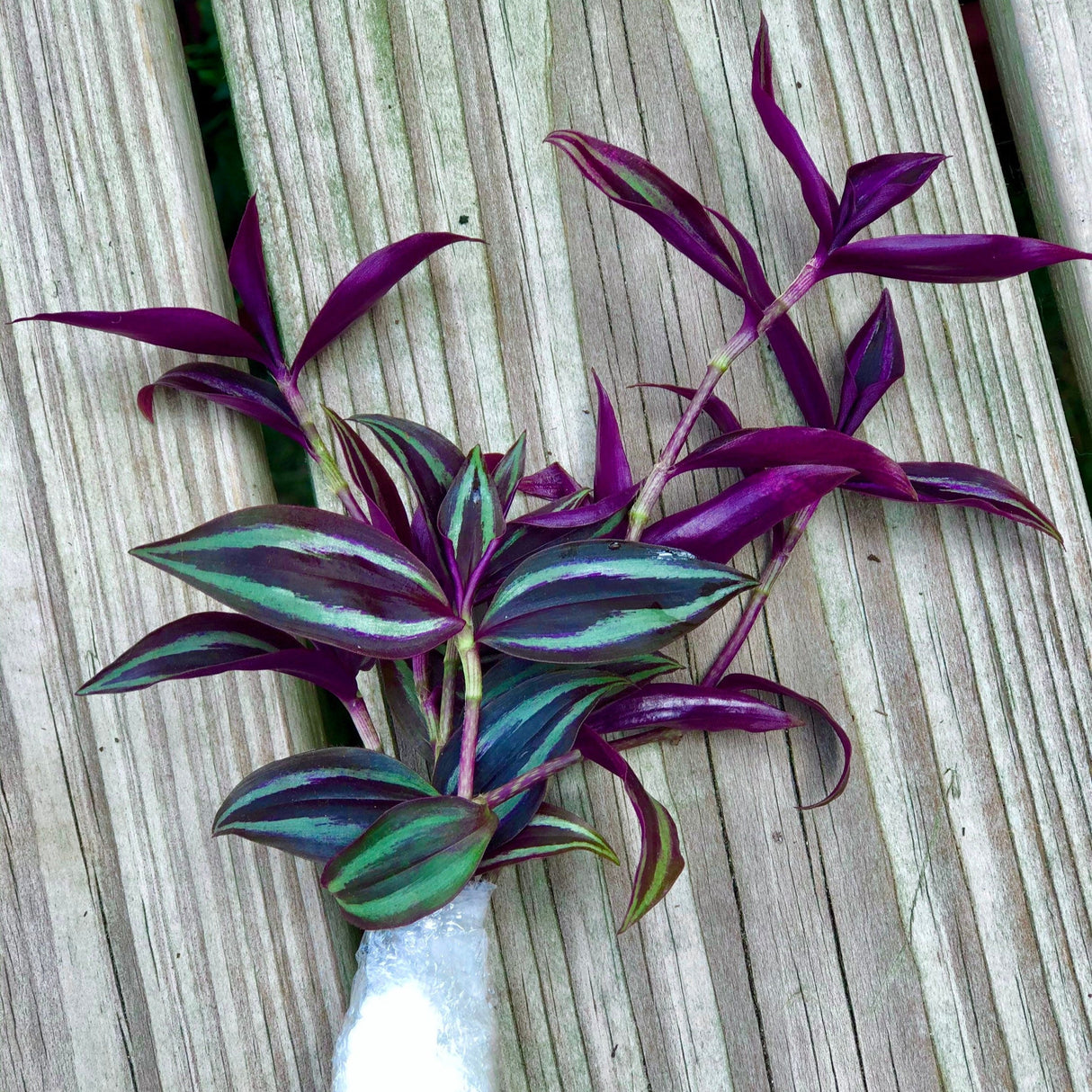 Wandering Jew Unrooted Cuttings - Gorgeous Purple Pink Variegated Foliage - Extremely Easy Care Hardy Houseplant - Low to Medium Light