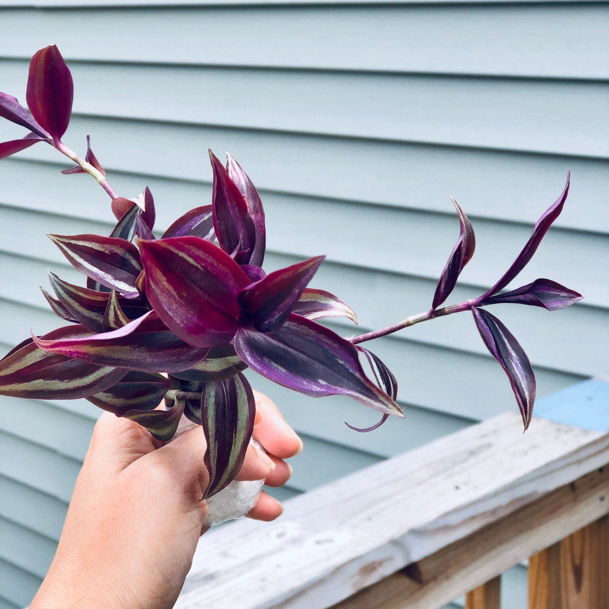 Wandering Jew Unrooted Cuttings - Gorgeous Purple Pink Variegated Foliage - Extremely Easy Care Hardy Houseplant - Low to Medium Light