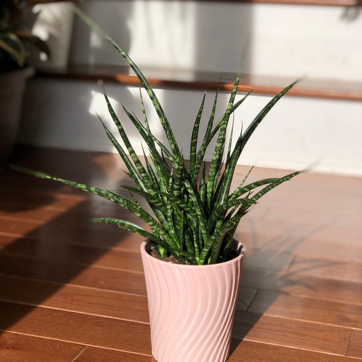 Rare Snake Plant in 4” Nursery Pot - Indoor Easy Care Low Maintenance Houseplant - Low Light Succulent - Live Houseplant - Indoor Air Purifier Plant