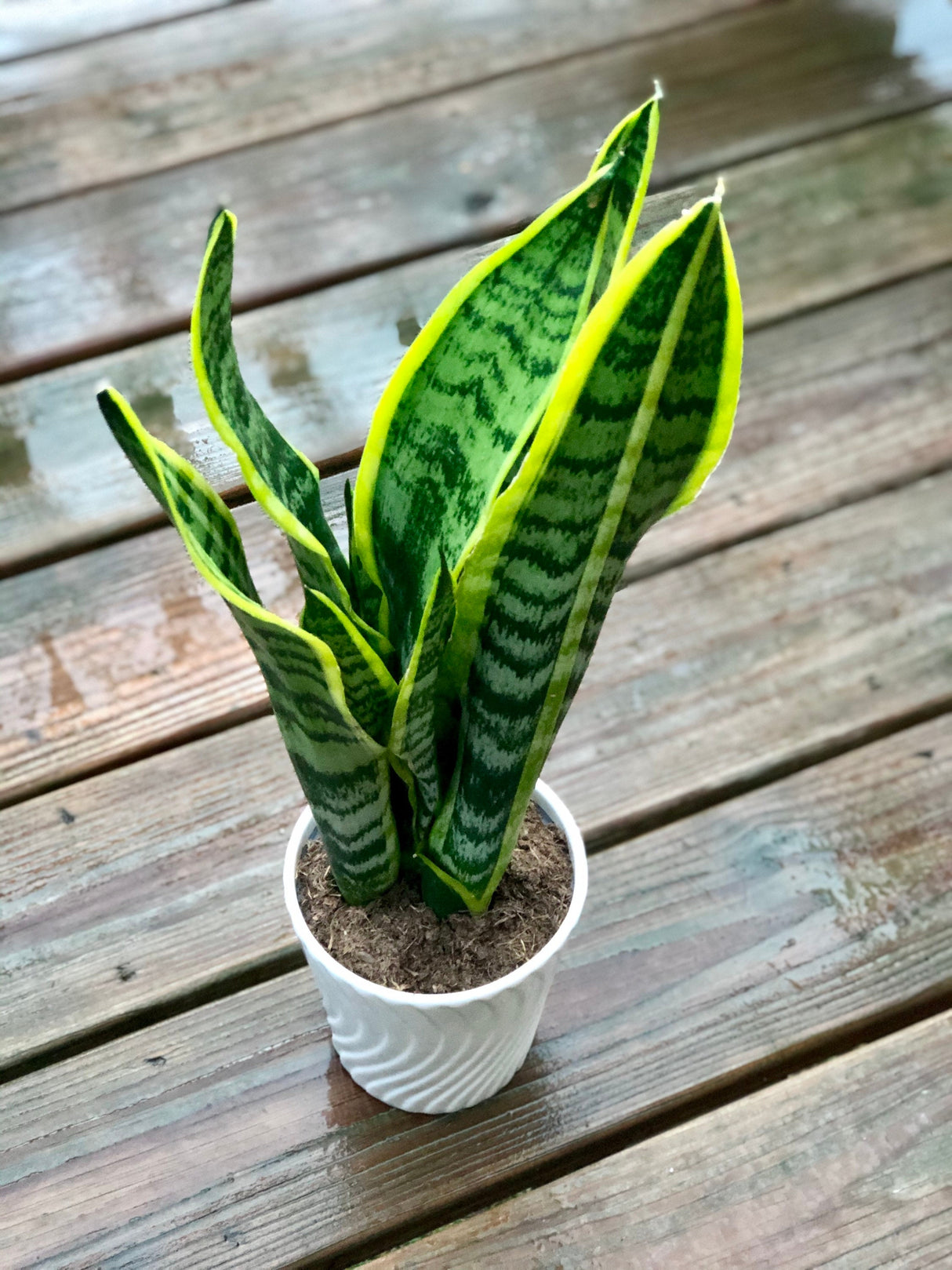 Snake Plant in a 4.5” nursery, Air purifying plant, Best indoor air purifier, Low light houseplant, Sansevieria plant, Easy care houseplant