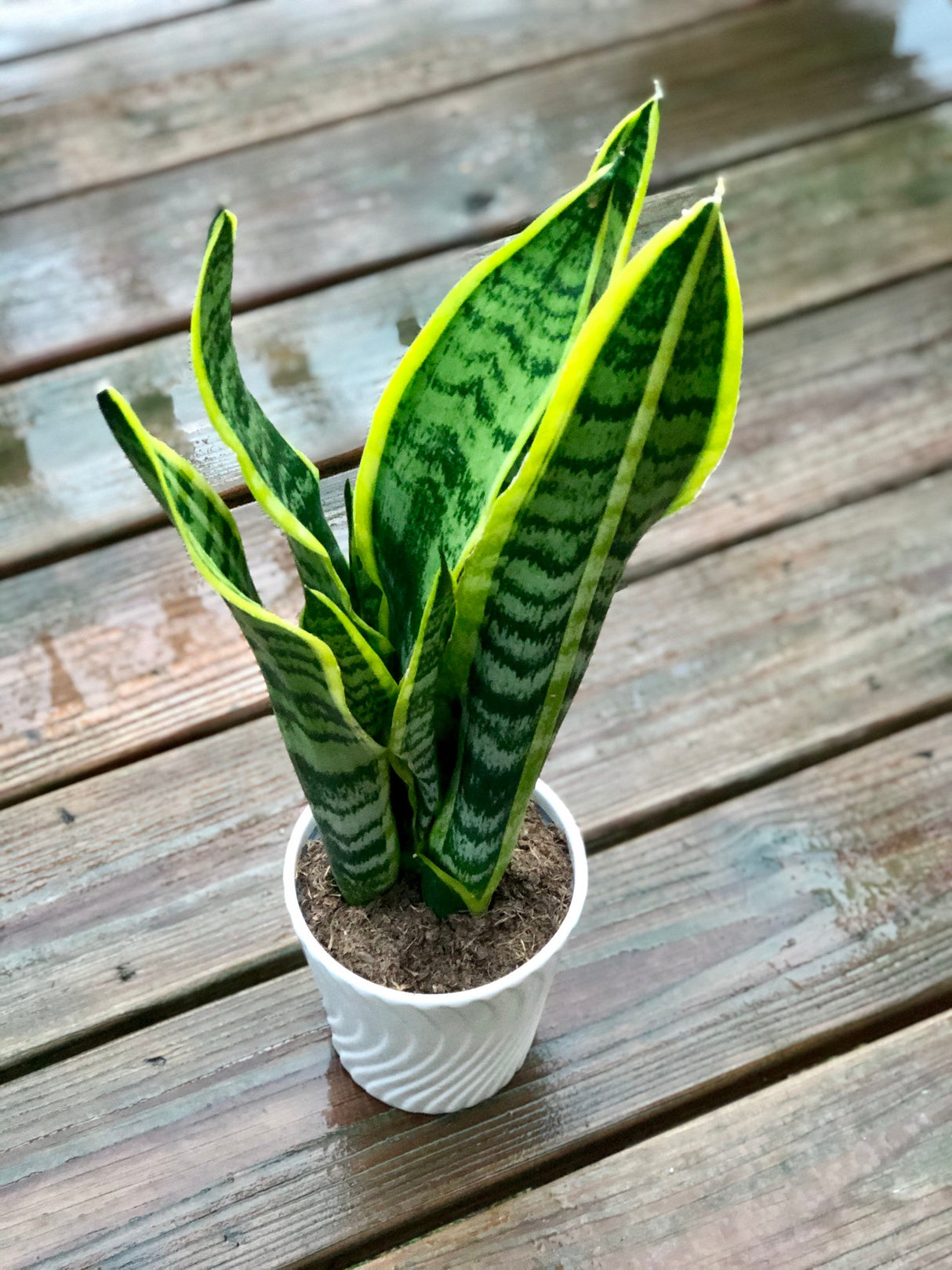 Snake Plant in a 4.5” Nursery Pot - Air purifying Plant - Best Indoor Air Purifier - Low Light Houseplant - Sansevieria Plant - Easy Care Houseplant