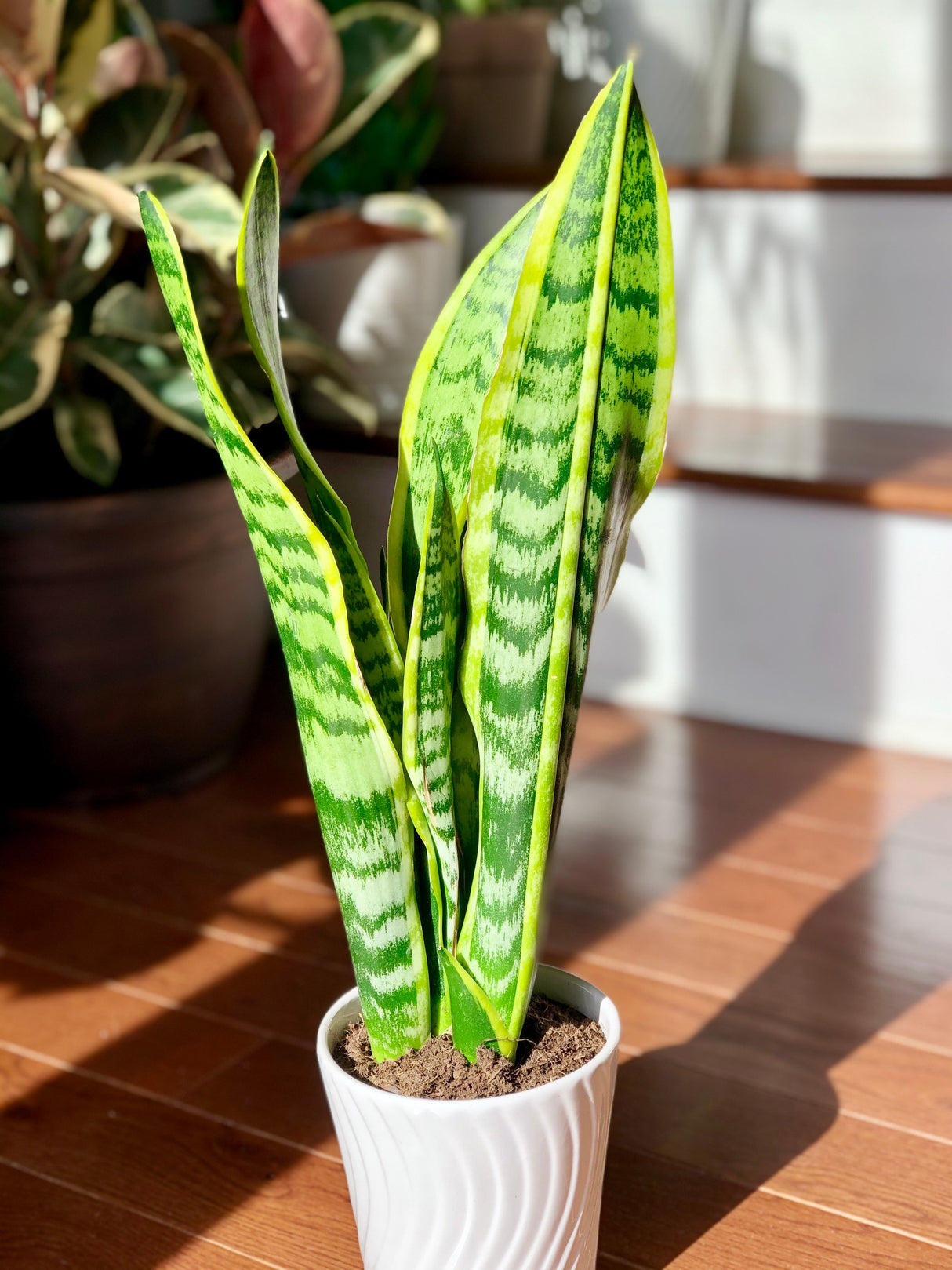 Snake Plant in a 4.5” nursery, Air purifying plant, Best indoor air purifier, Low light houseplant, Sansevieria plant, Easy care houseplant