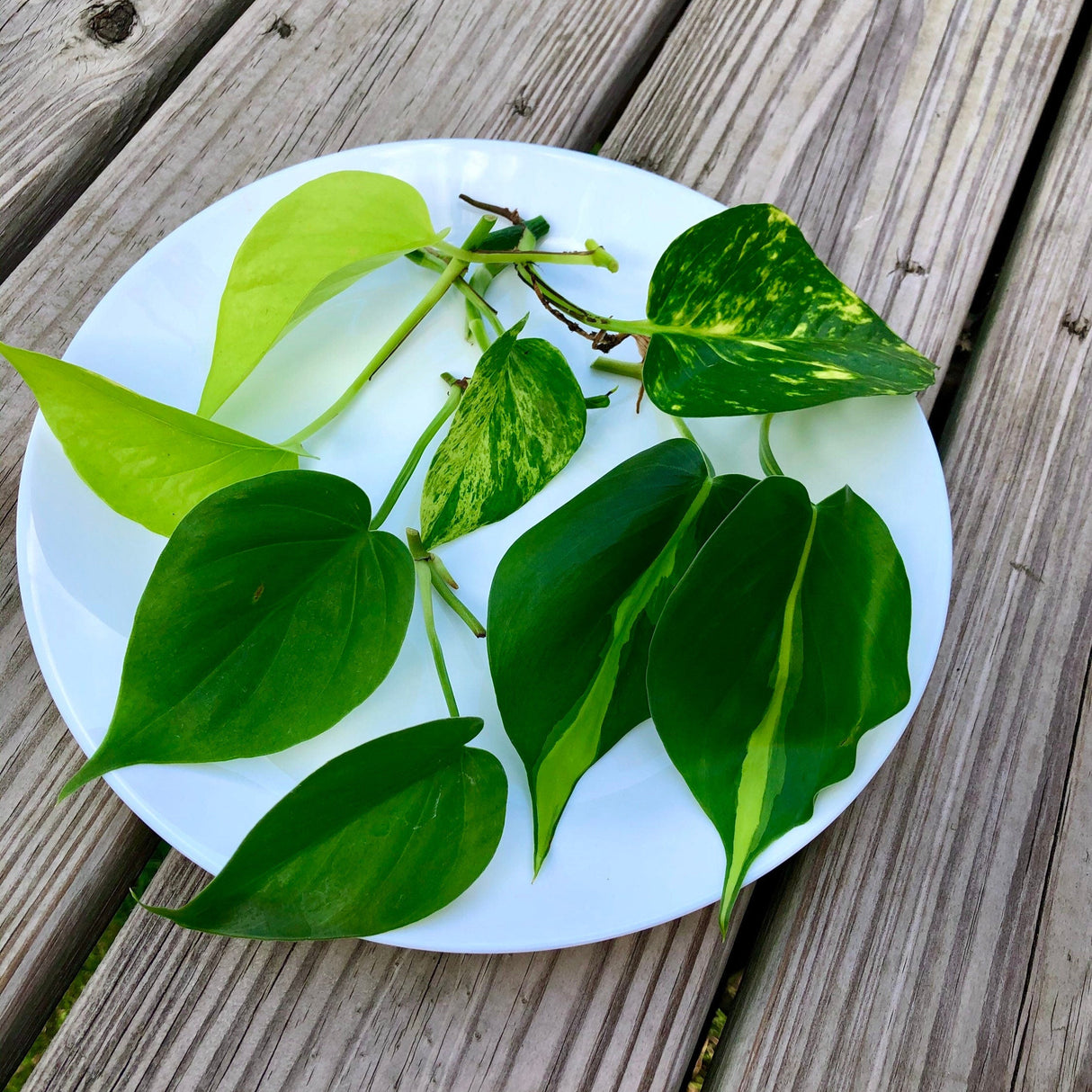 Rare Mix Pothos and philodendron Cuttings- Brazil philodendron - Golden Pothos - Neon Pothos - Jade philodendron - Indoor Houseplant