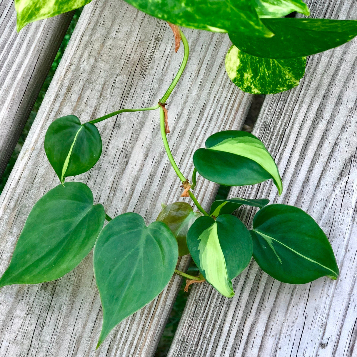 Rare Mix Pothos and philodendron Cuttings- Brazil philodendron - Golden Pothos - Neon Pothos - Jade philodendron - Indoor Houseplant