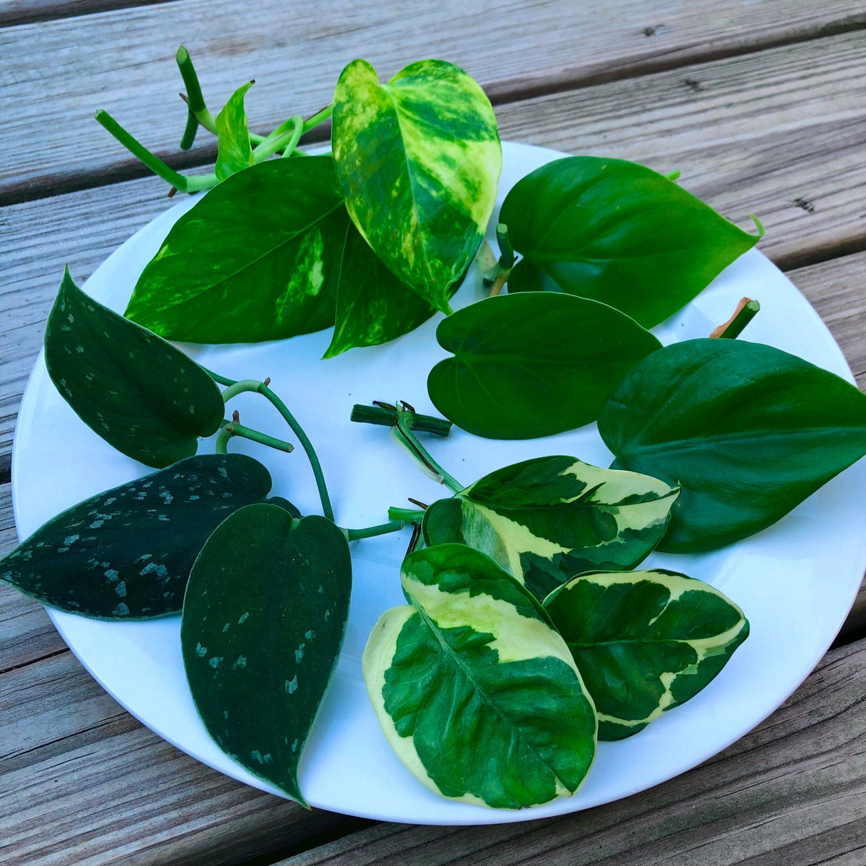 Rare Pothos cuttings Mix- Marble Pothos, Heart Leaf Philodendron, Silver Pothos, Njoy, Cebu Blue, Neon, Tradescantia, Pick and Choose