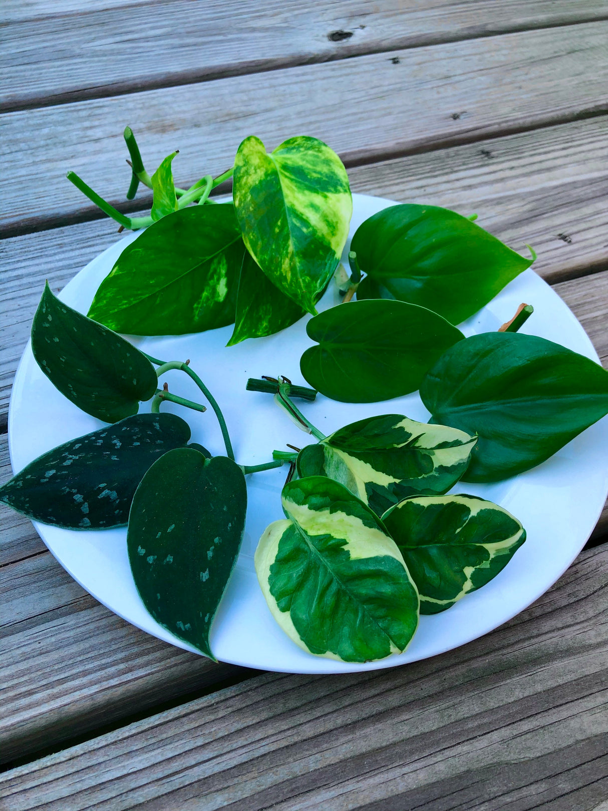 Rare Pothos cuttings Mix- Marble Pothos / Heart Leaf Philodendron / Silver Pothos / Njoy / Cebu Blue / Neon Pothos / Pick and Choose