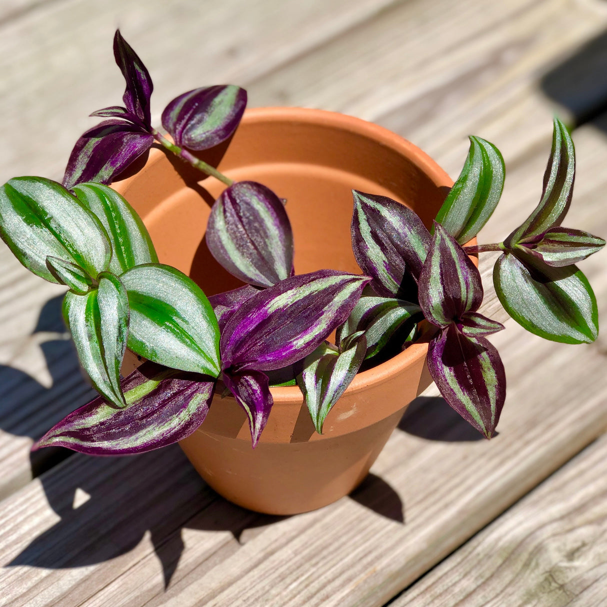 Mix Wandering Jew Cuttings - Purple and silver variations - Two varieties of indoor plants - Easy care and grow houseplant