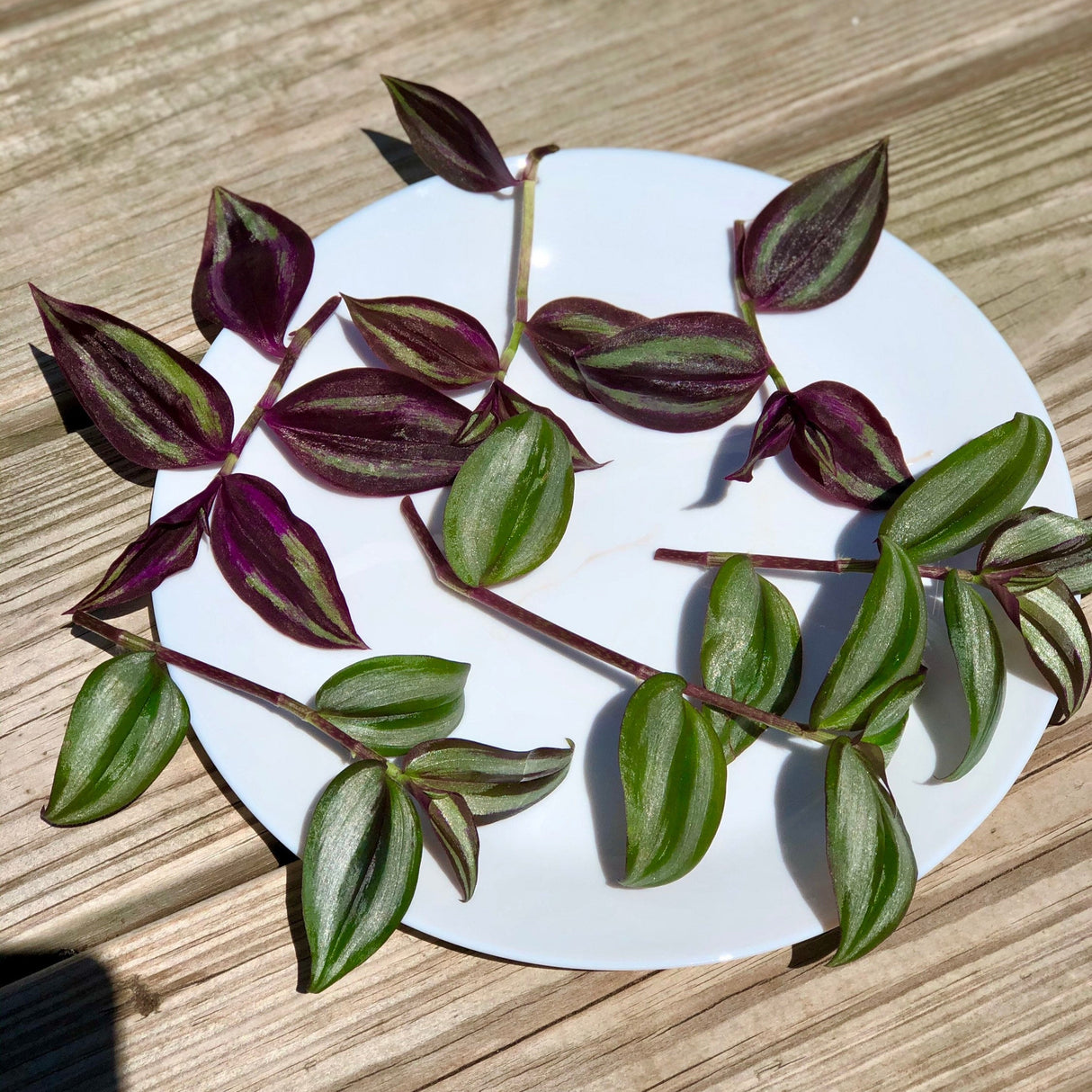Mix Wandering Jew Cuttings - Purple and silver variations - Two varieties of indoor plants - Easy care and grow houseplant
