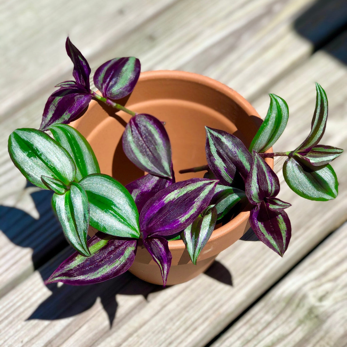 Mix Wandering Jew Cuttings - Purple and silver variations - Two varieties of indoor plants - Easy care and grow houseplant