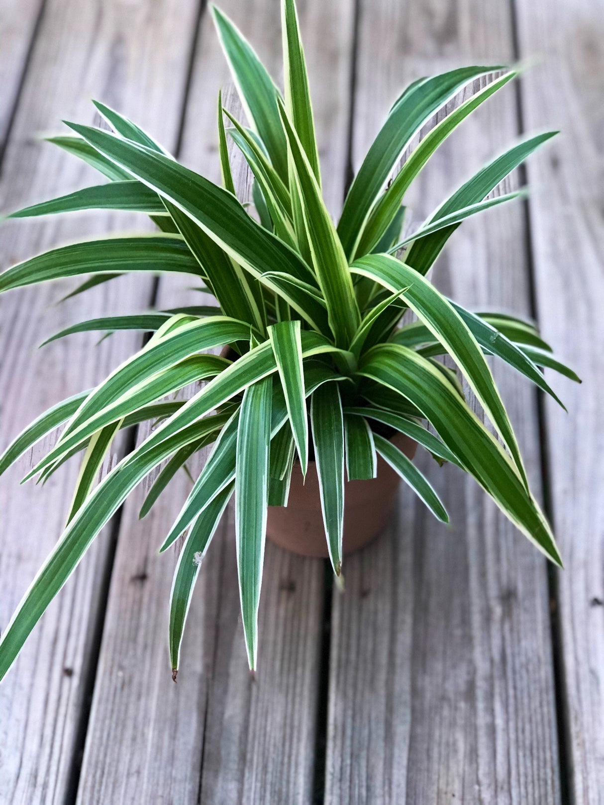 Variegated spider plant in a 4 inch grow pot - Extremely easy care - produces lots of growth and long vines houseplant