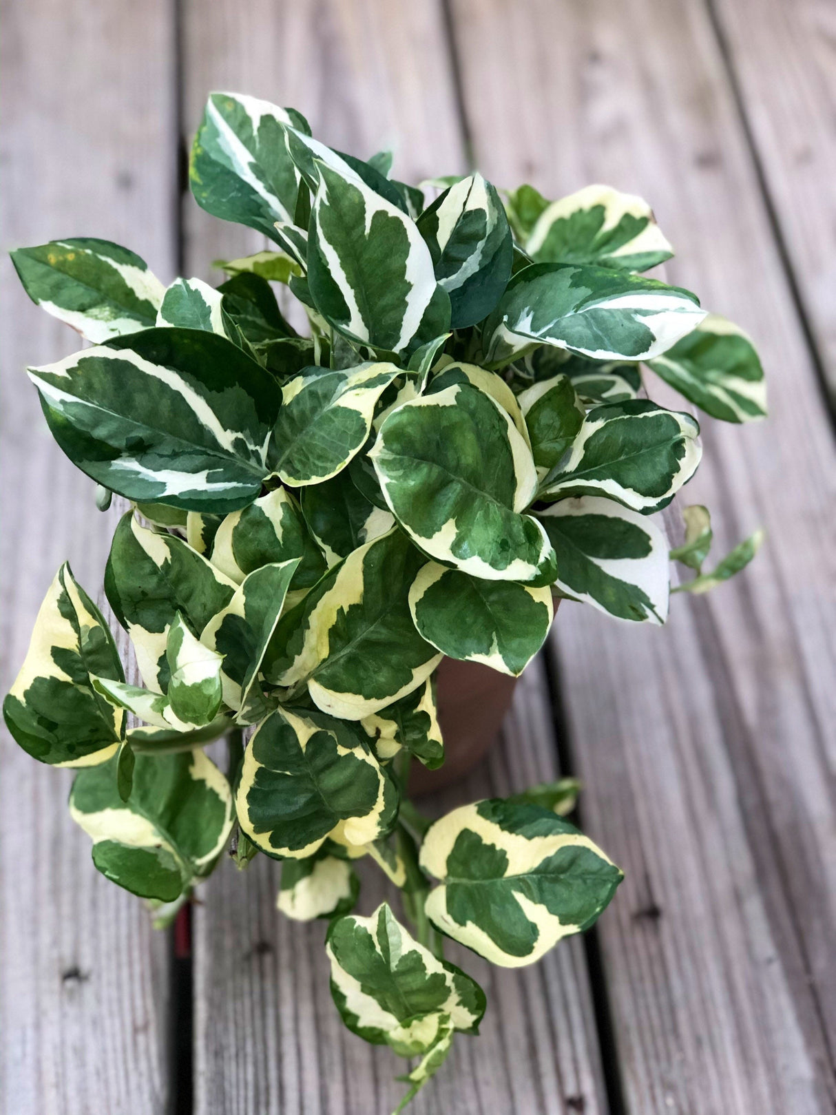 RARE Pothos Njoy FULL Pot 4”Pot- White Variegated Indoor Vines - Low light plant Houseplant- Easy care - Natural source of joy and pure air.