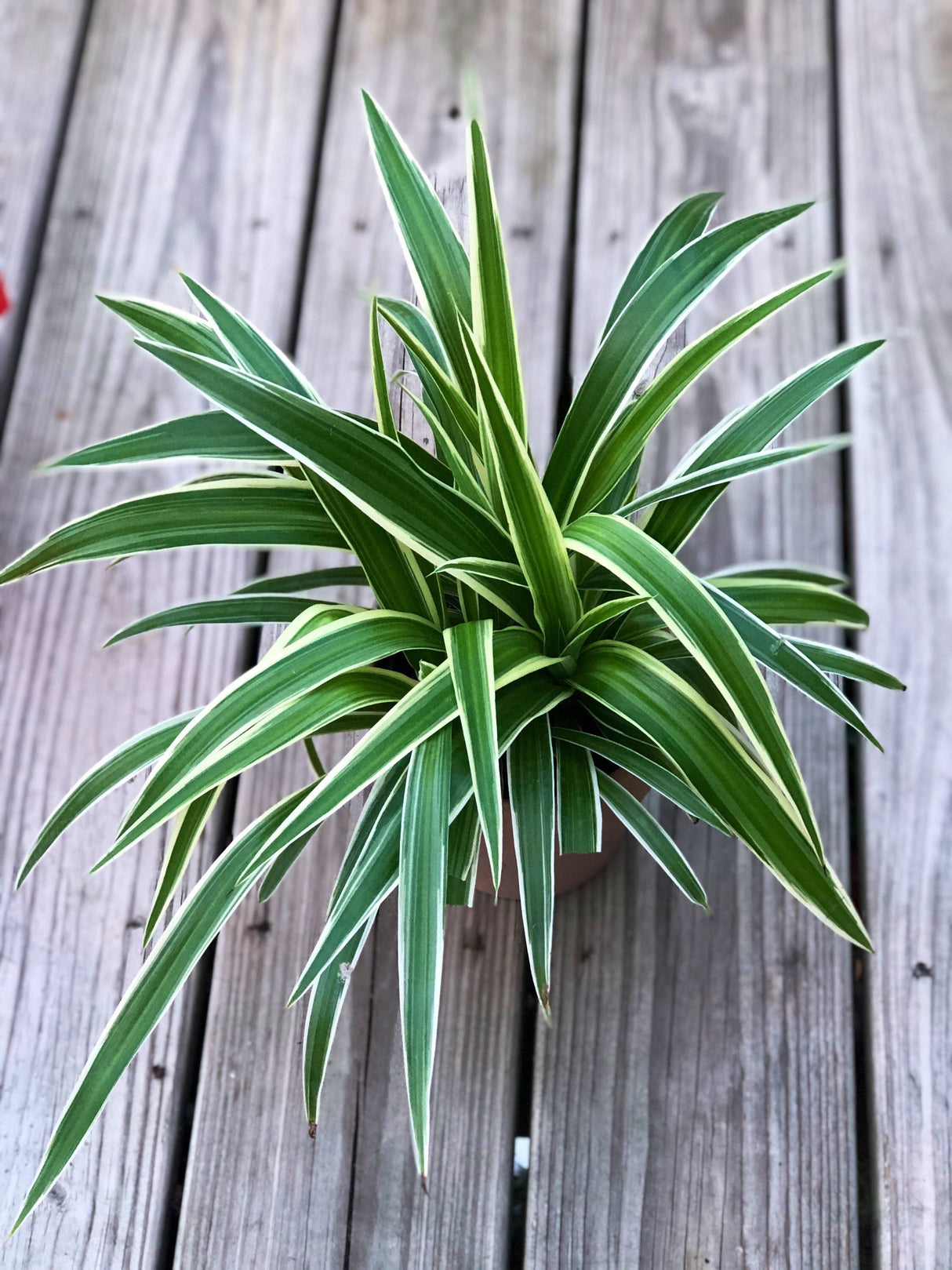 Variegated spider plant in a 4 inch grow pot - Extremely easy care - produces lots of growth and long vines houseplant