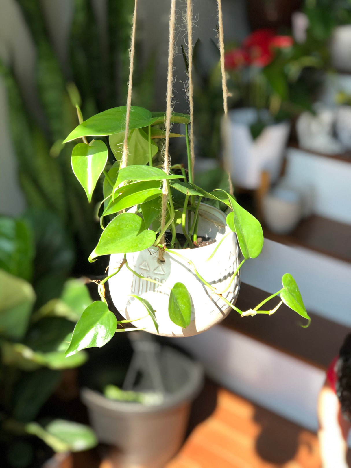 Jade Heart Leaf Philodendron in a 3" Nursery Pot - Easy Care Indoor Plant - Low Light Air Purifying Plant