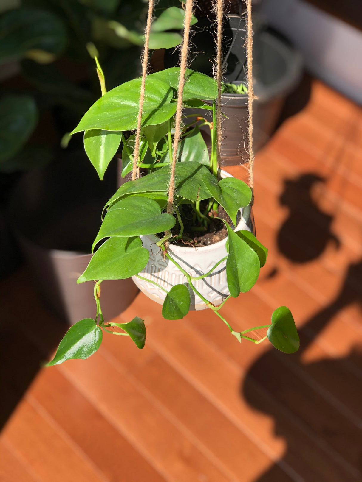 Jade Heart Leaf Philodendron in a 3" Nursery Pot - Easy Care Indoor Plant - Low Light Air Purifying Plant