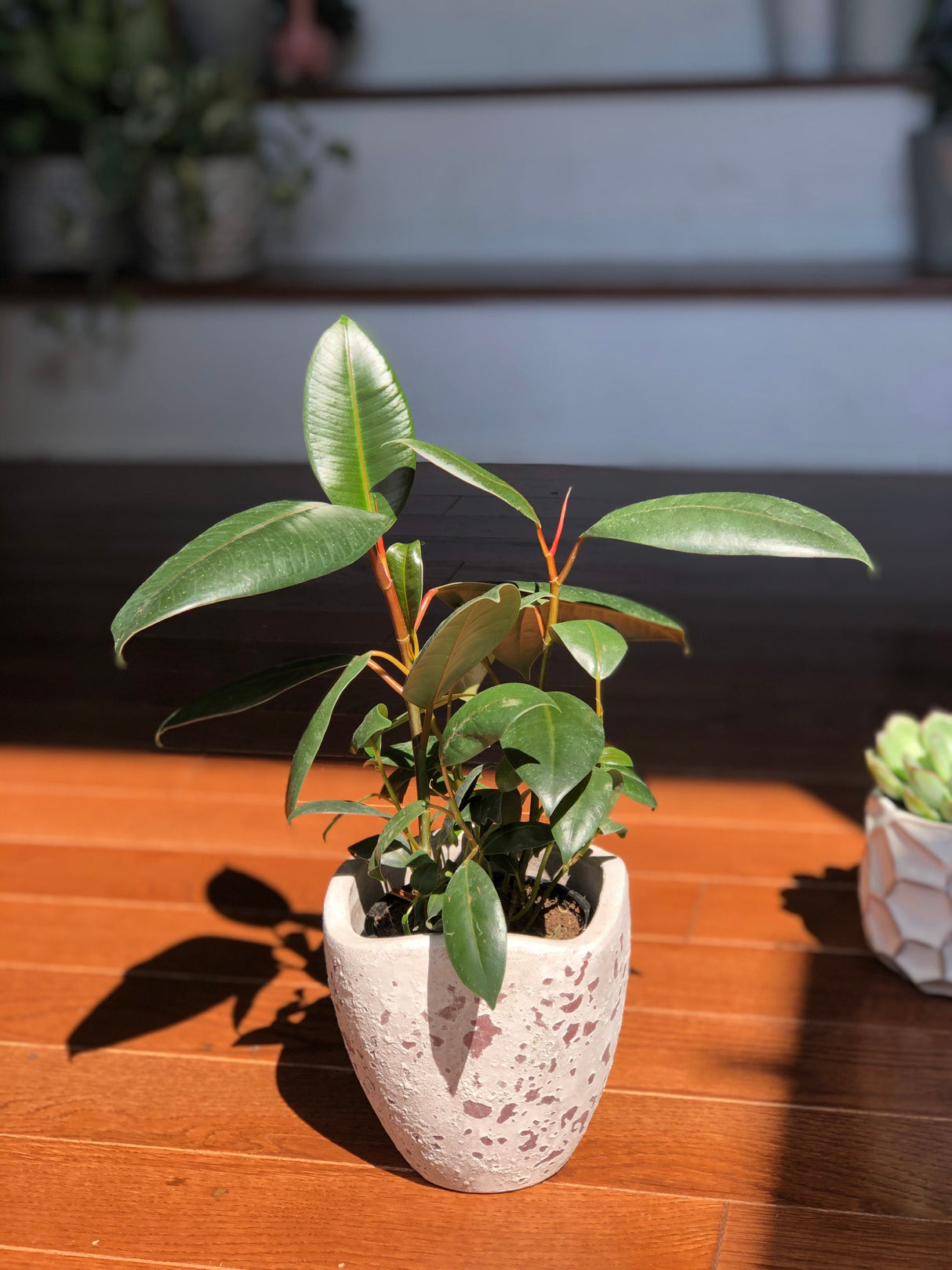 Rubber Tree - Ficus Elastica Burgundy - 4” Pot Indoor live rubber tree - Easy care houseplant - Home decor plant - Gift plant
