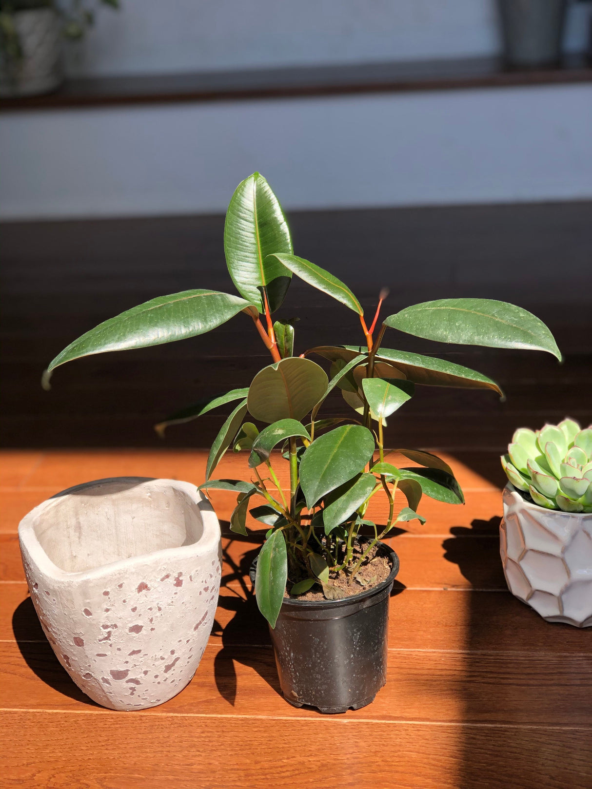 Rubber Tree - Ficus Elastica Burgundy - 4” Pot Indoor live rubber tree - Easy care houseplant - Home decor plant - Gift plant