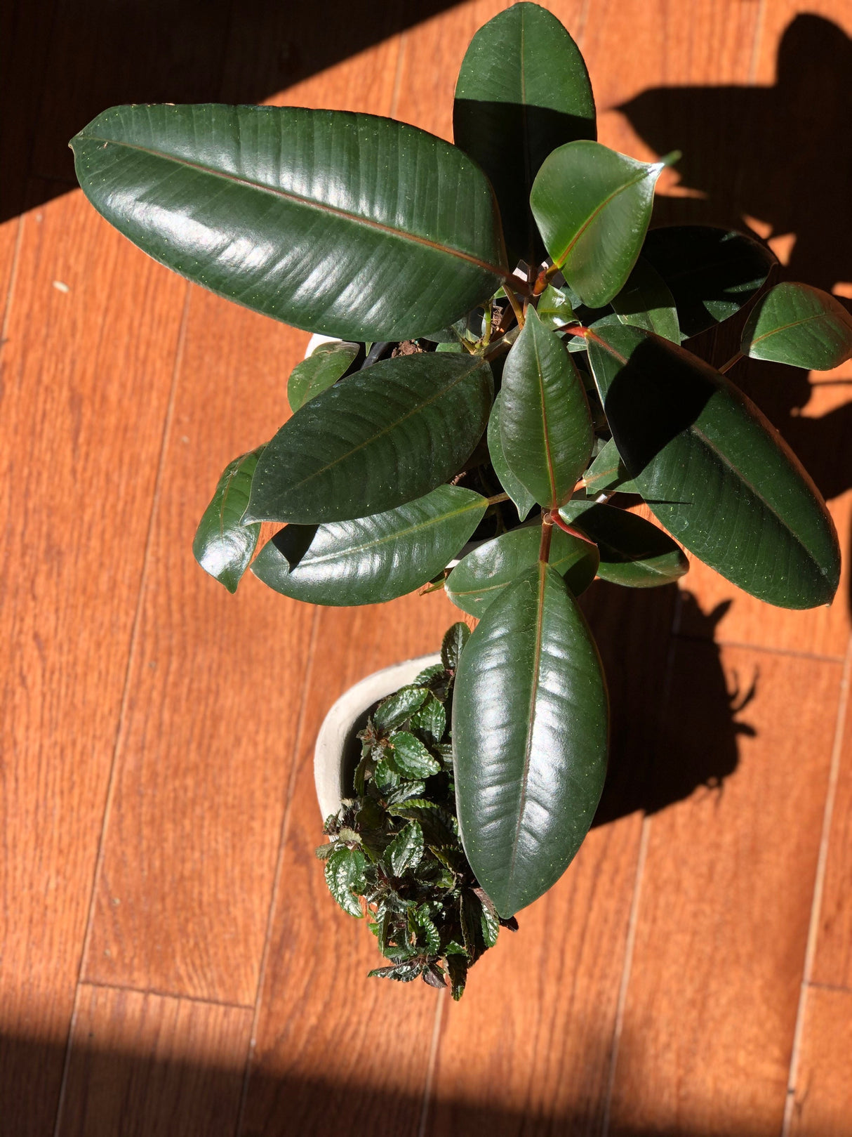 Rubber Tree - Ficus Elastica Burgundy - 4” Pot Indoor live rubber tree - Easy care houseplant - Home decor plant - Gift plant