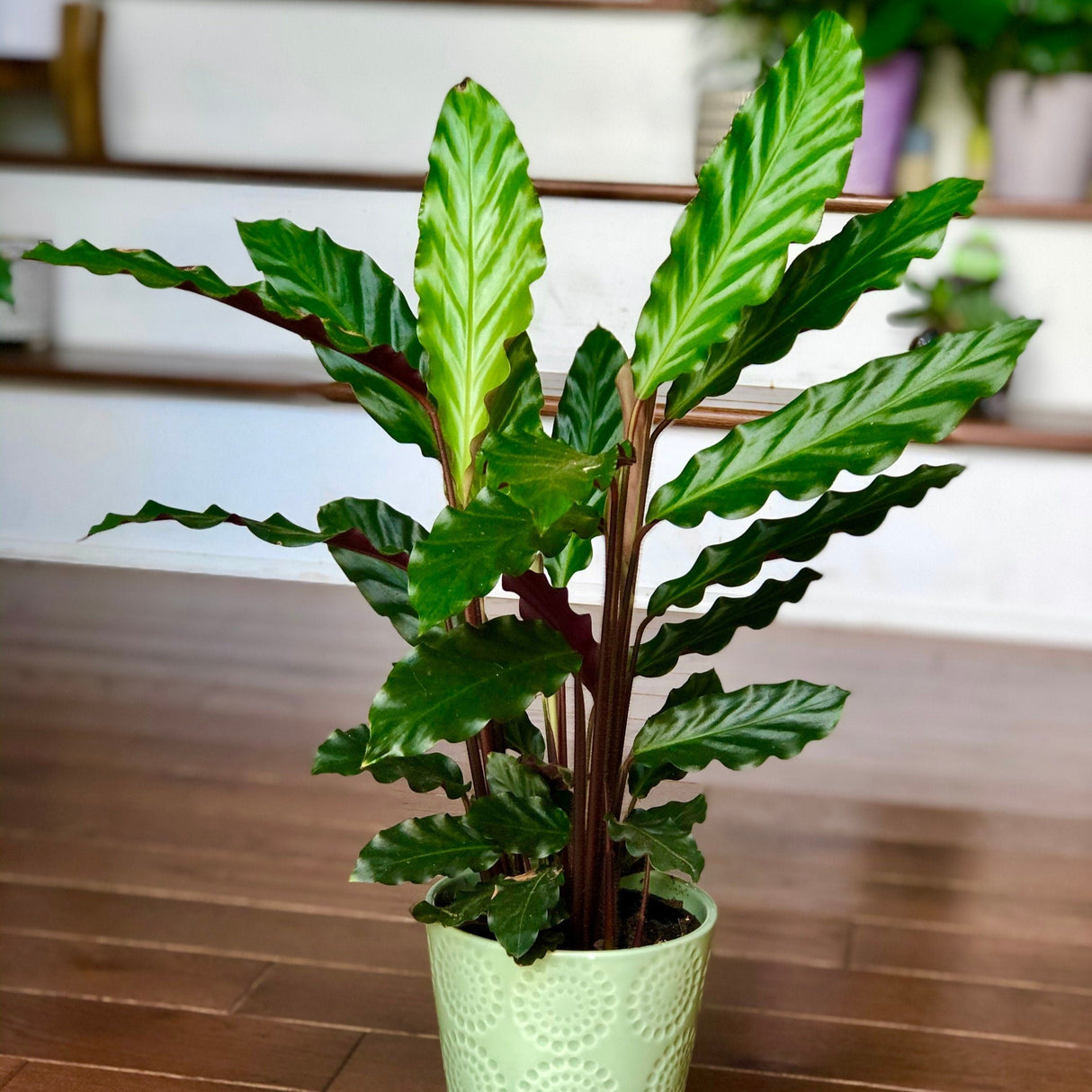 Calathea Rufibarba Live Plant in 4.5” Nursery Pot - Tropical Indoor Houseplant