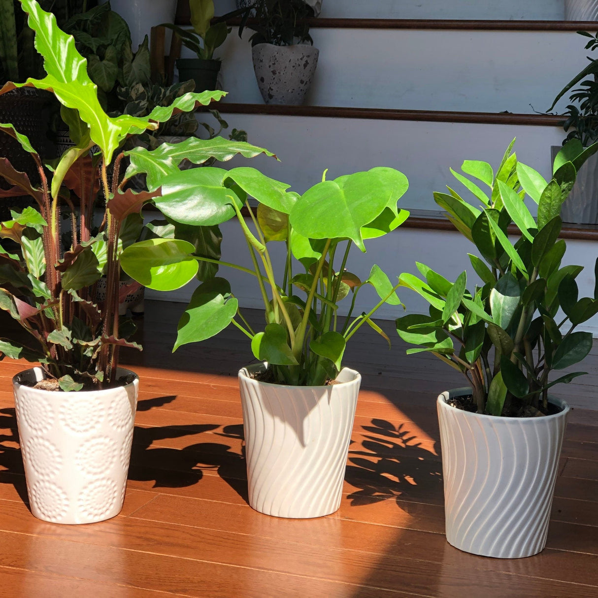 Calathea Rufibarba Live Plant in 4.5” Nursery Pot - Tropical Indoor Houseplant