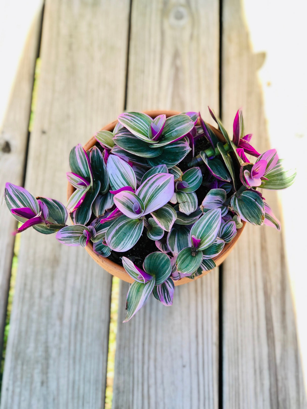 Rare Tradescantia Nanouk and wandering Jew cuttings mixed offer - 5 cuttings pack - Easy care indoor vines - hardy houseplant