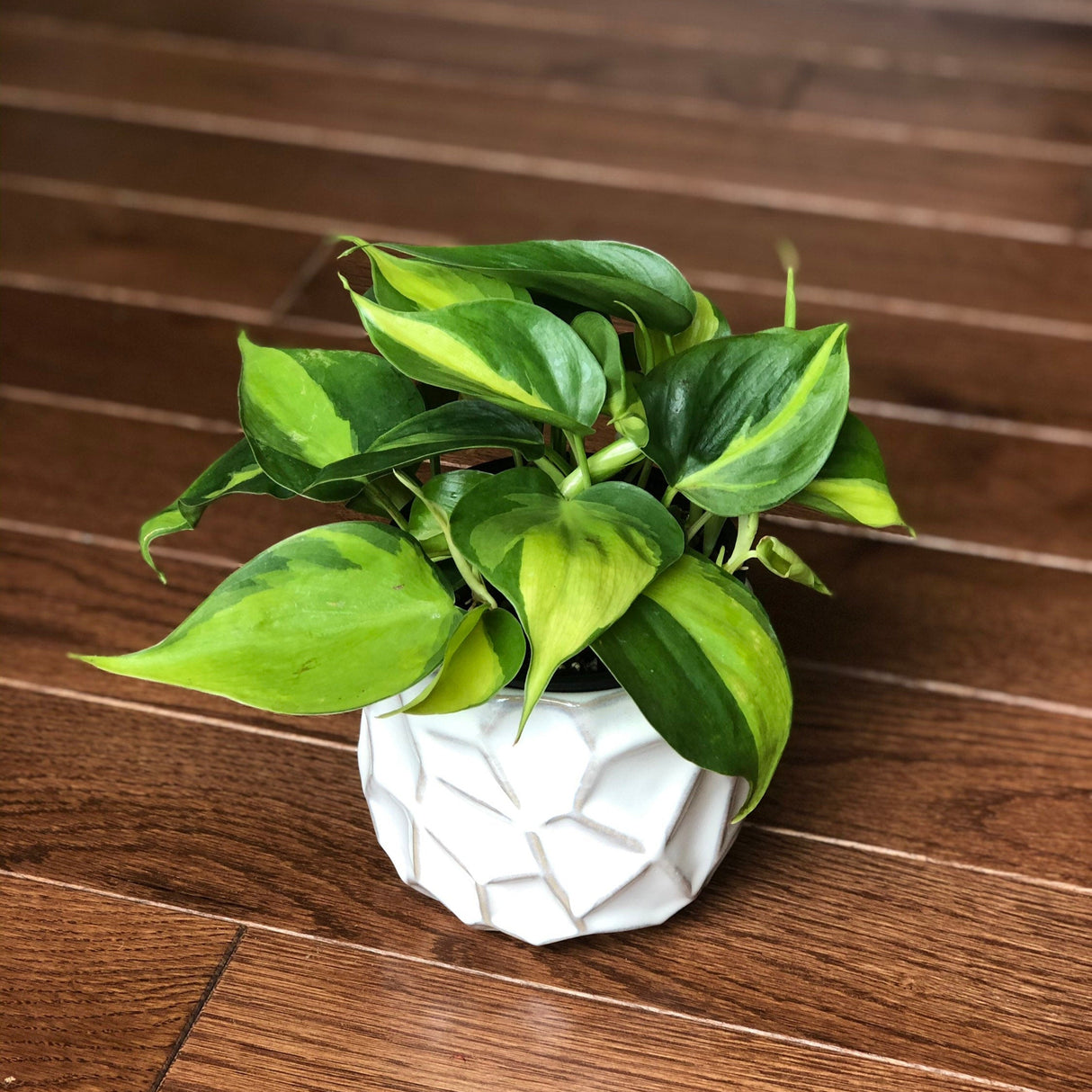 Rare Brasil philodendron Cuttings & Nursery Pots - Easy Care Houseplant Brasil Extremely Rare Low Light indoor vining plant office plant