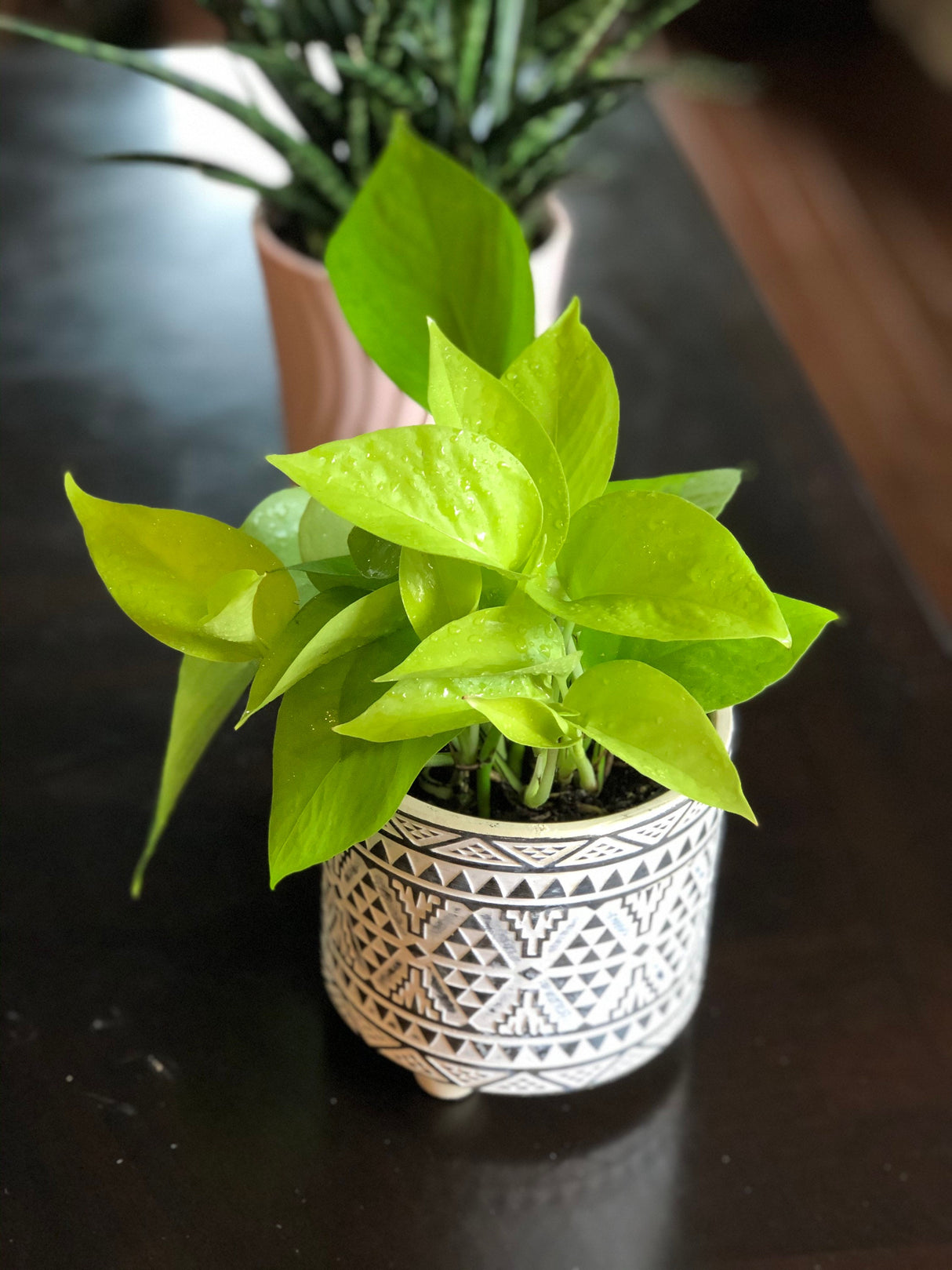 Neon Pothos indoor plant in 4” pot - Easy care low light indoor live plant - Pothos houseplant - Vines Desk / Shelf / Hanging Basket