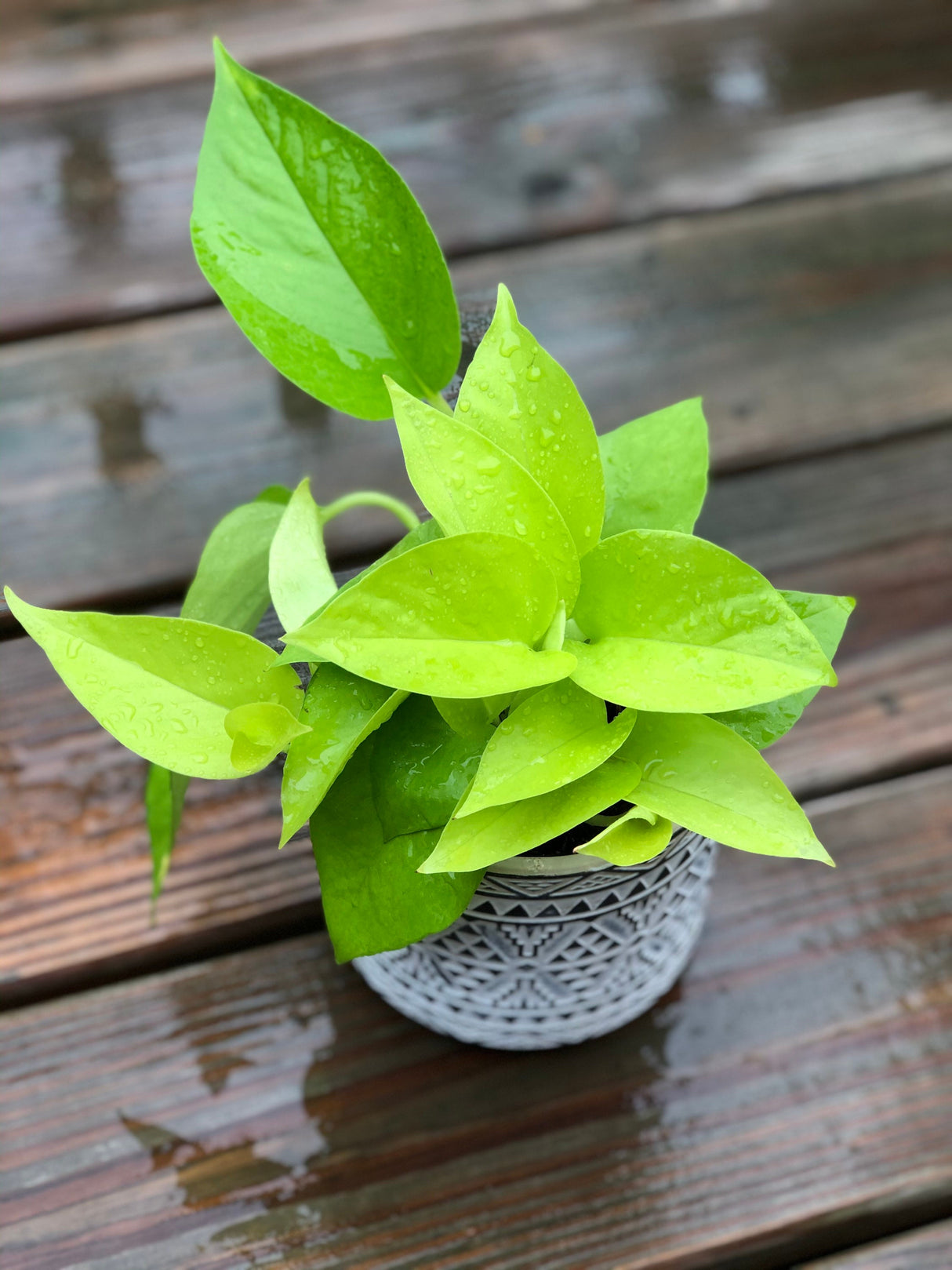 Neon Pothos indoor plant in 4” pot - Easy care low light indoor live plant - Pothos houseplant - Vines Desk / Shelf / Hanging Basket