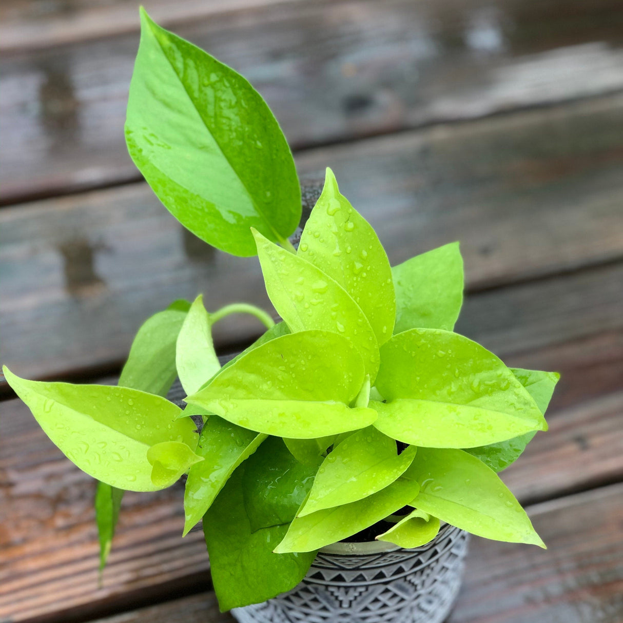 Neon Pothos indoor plant in 4” pot - Easy care low light indoor live plant - Pothos houseplant - Vines Desk / Shelf / Hanging Basket