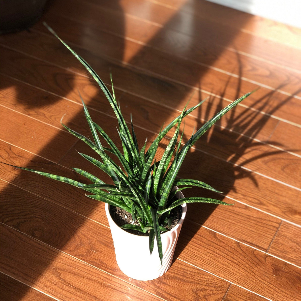 Rare Snake Plant in 4” Nursery Pot - Indoor Easy Care Low Maintenance Houseplant - Low Light Succulent - Live Houseplant - Indoor Air Purifier Plant