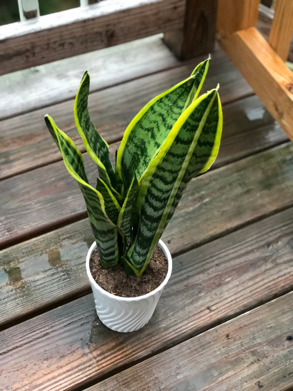 Snake Plant in a 4.5” Nursery Pot - Air purifying Plant - Best Indoor Air Purifier - Low Light Houseplant - Sansevieria Plant - Easy Care Houseplant