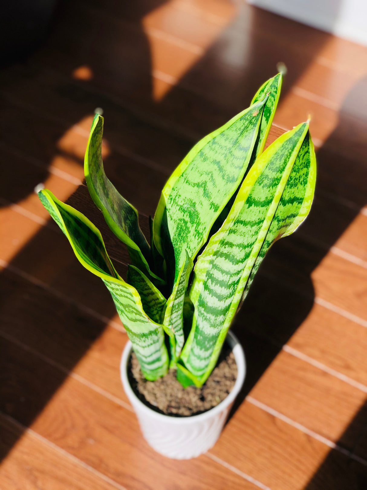 Snake Plant in a 4.5” Nursery Pot - Air purifying Plant - Best Indoor Air Purifier - Low Light Houseplant - Sansevieria Plant - Easy Care Houseplant