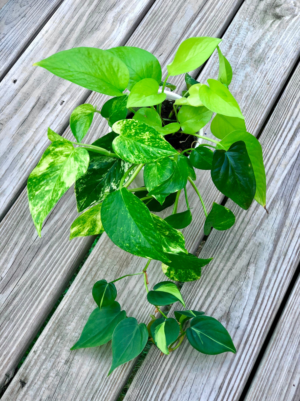 Rare Mix Pothos and philodendron Cuttings- Brazil philodendron - Golden Pothos - Neon Pothos - Jade philodendron - Indoor Houseplant