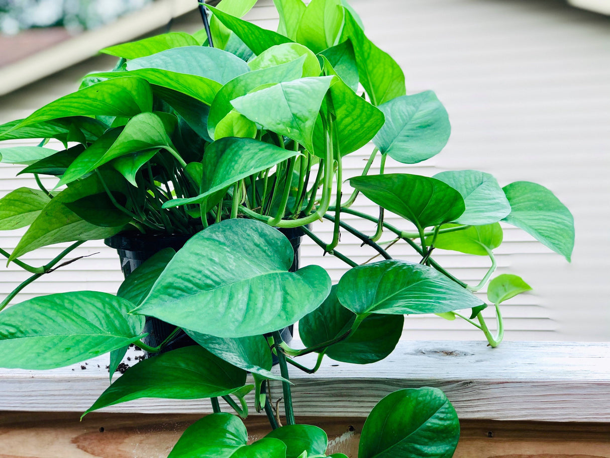 Jade Pothos Cuttings - Beautiful dark green leaves - Brings greenery, luck and joy indoors - Easy care low light houseplant