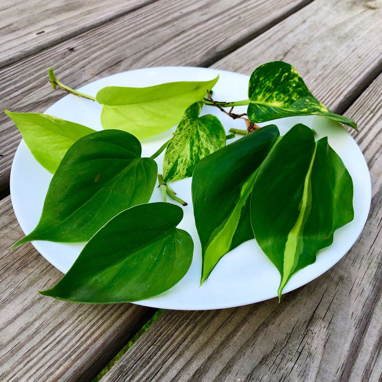 Rare Mix Pothos and philodendron Cuttings- Brazil philodendron - Golden Pothos - Neon Pothos - Jade philodendron - Indoor Houseplant