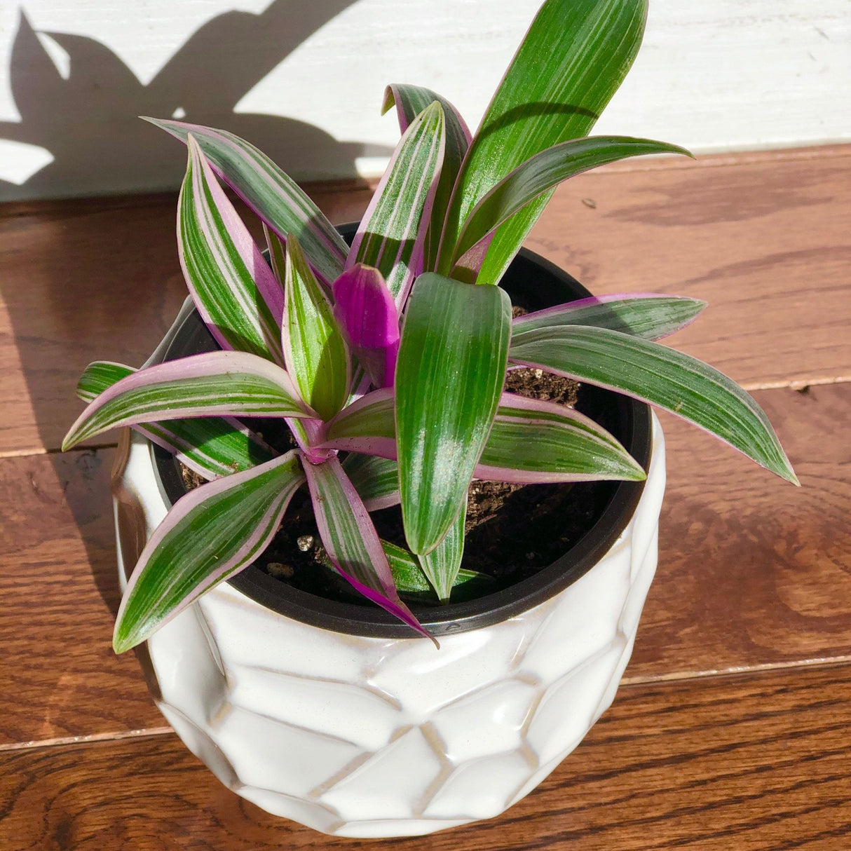 Rare Tradescantia - Rare Purple Variegated Wandering Jew - Mosses in the Cradle - Beautiful Easy Care Indoor Plant - Rare Plant