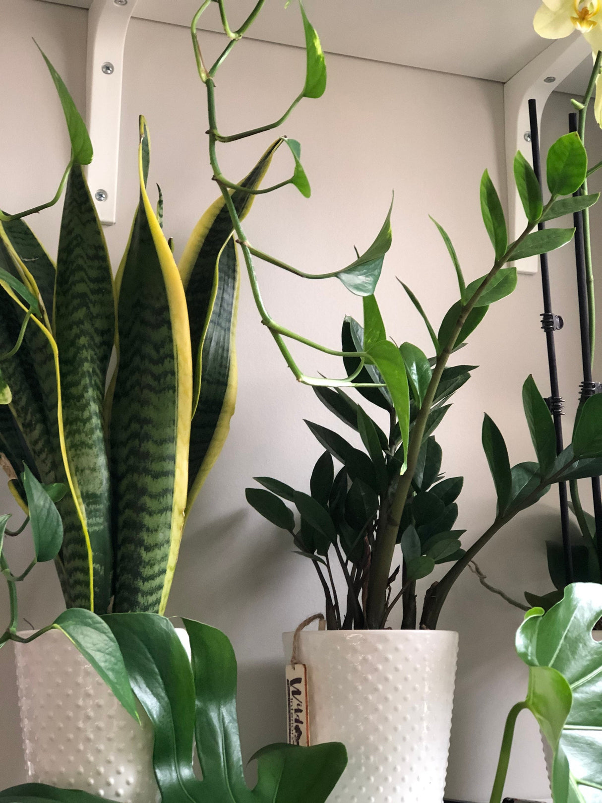 Snake Plant in a 4.5” nursery, Air purifying plant, Best indoor air purifier, Low light houseplant, Sansevieria plant, Easy care houseplant