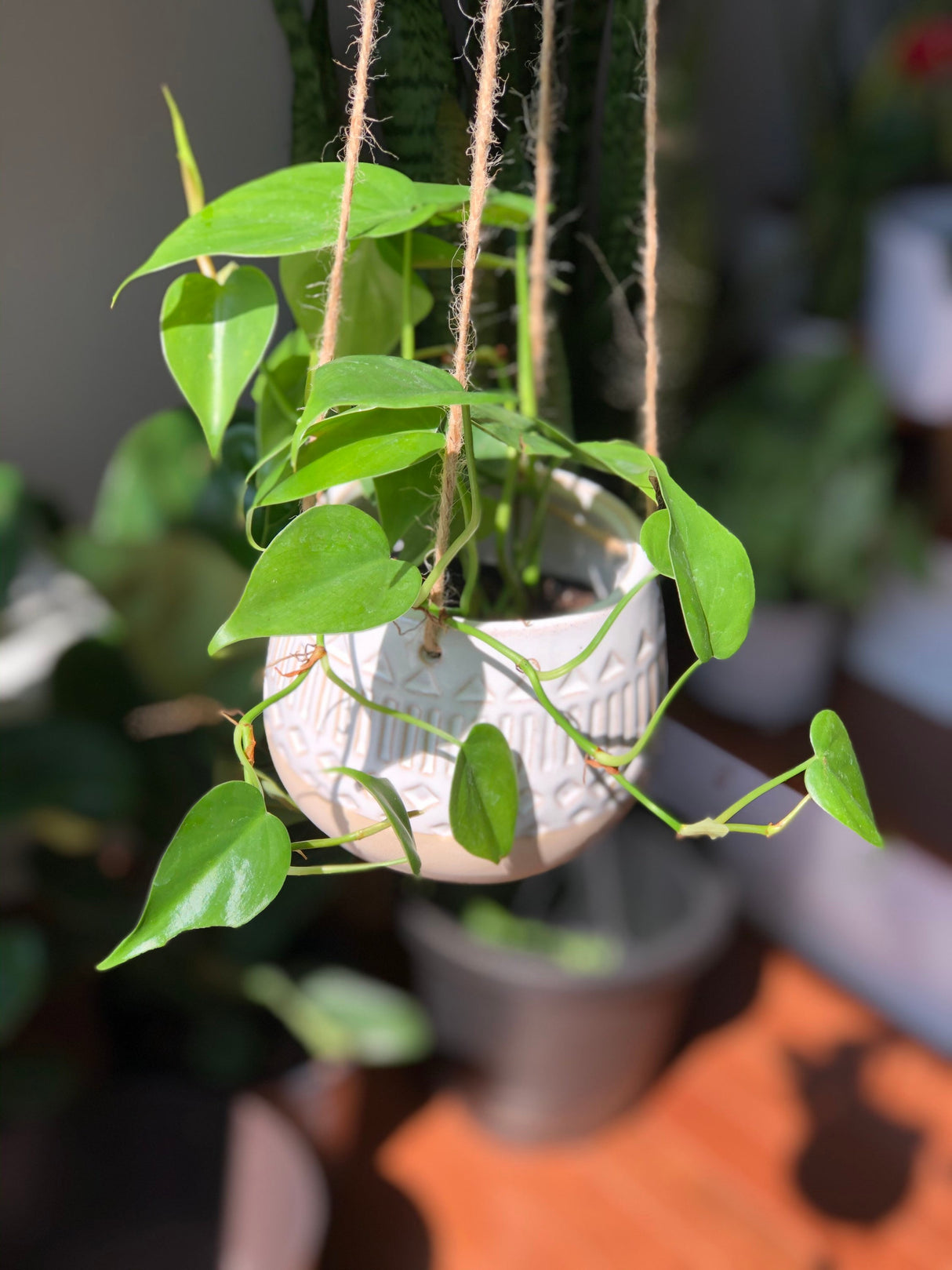 Jade Heart Leaf Philodendron in a 3" Nursery Pot - Easy Care Indoor Plant - Low Light Air Purifying Plant