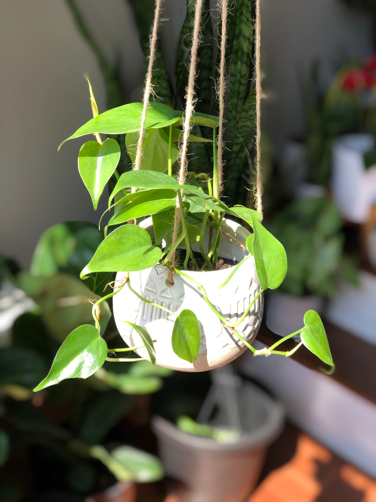 Jade Heart Leaf Philodendron in a 3" Nursery Pot - Easy Care Indoor Plant - Low Light Air Purifying Plant