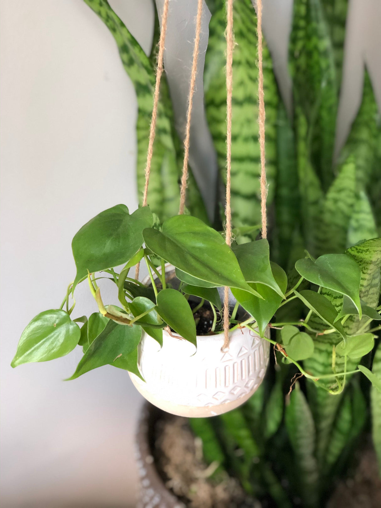 Jade Heart Leaf Philodendron in a 3" Nursery Pot - Easy Care Indoor Plant - Low Light Air Purifying Plant