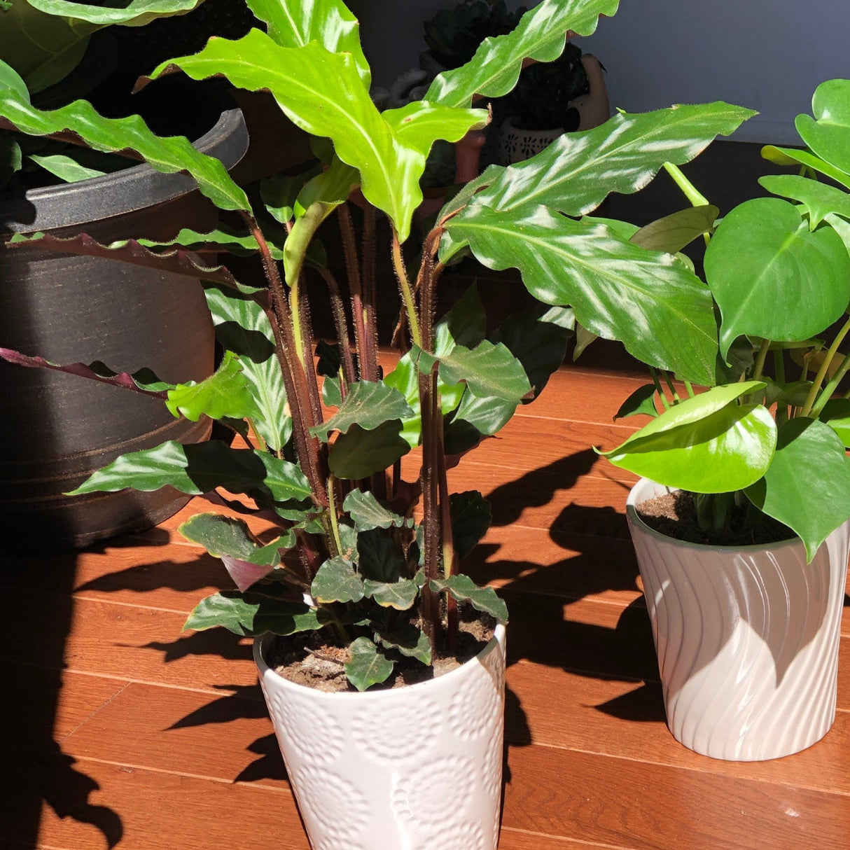 Calathea Rufibarba Live Plant in 4.5” Nursery Pot - Tropical Indoor Houseplant