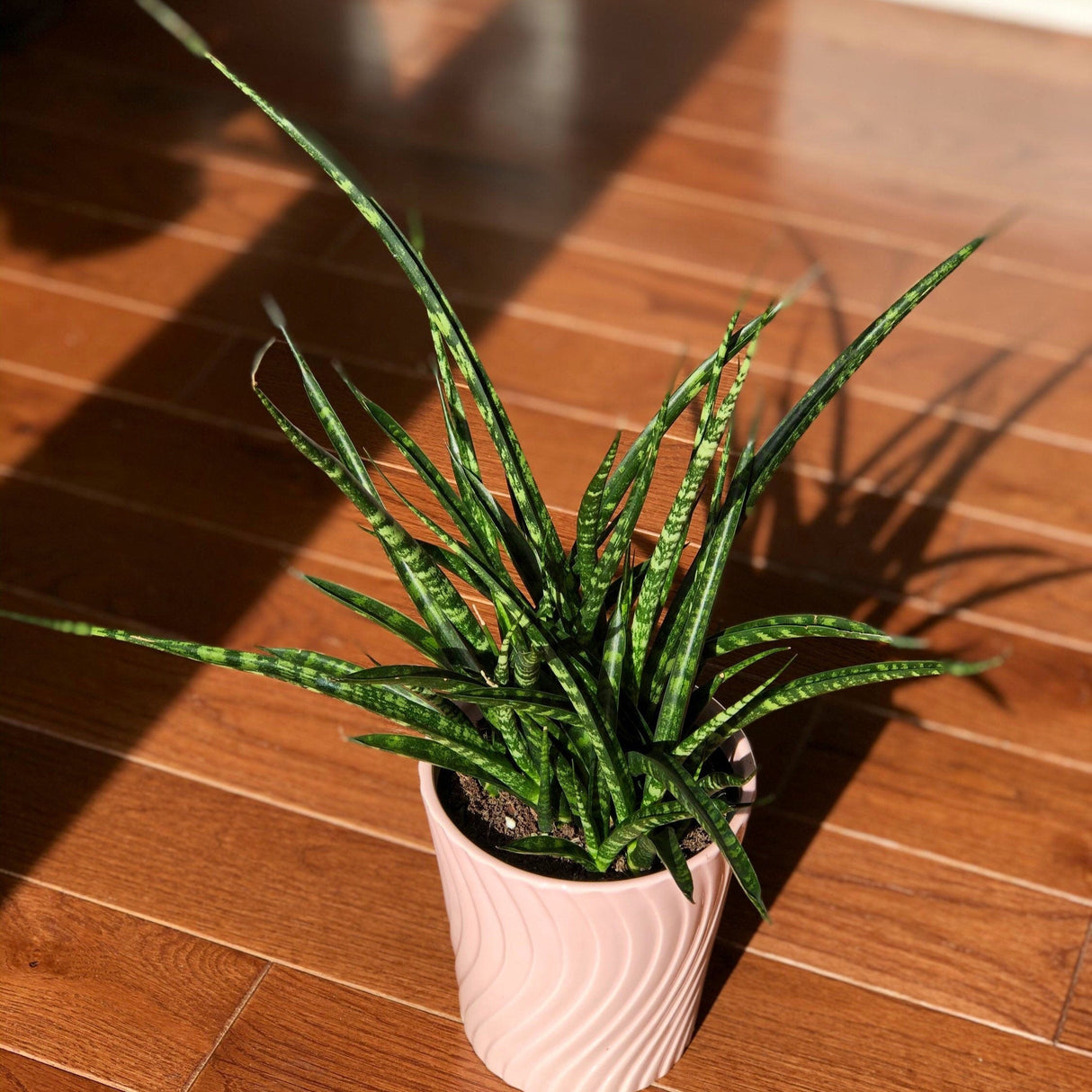 Rare Snake Plant in 4” Nursery Pot - Indoor Easy Care Low Maintenance Houseplant - Low Light Succulent - Live Houseplant - Indoor Air Purifier Plant