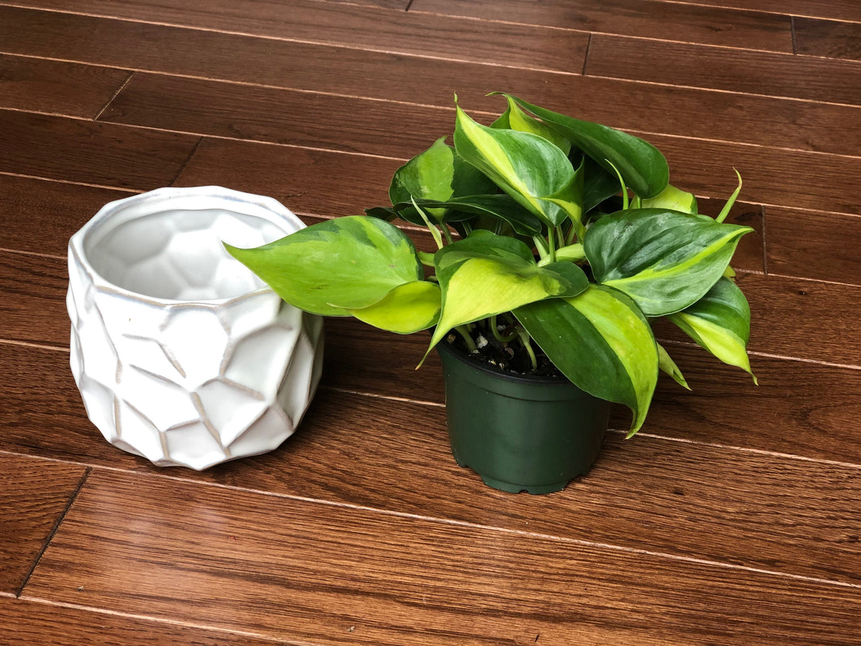 Rare Brazilian philodendron CUTTINGS Or 3” Pot Easy Care Houseplant Brasil Extremely Rare variety