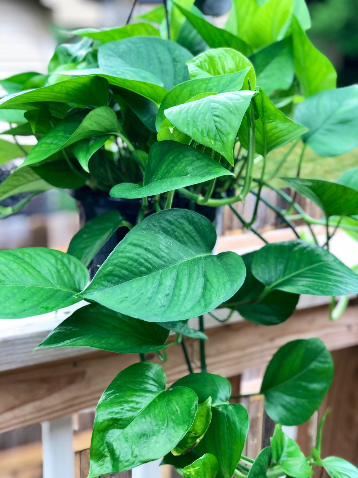 Jade Pothos Cuttings - Beautiful dark green leaves - Brings greenery, luck and joy indoors - Easy care low light houseplant