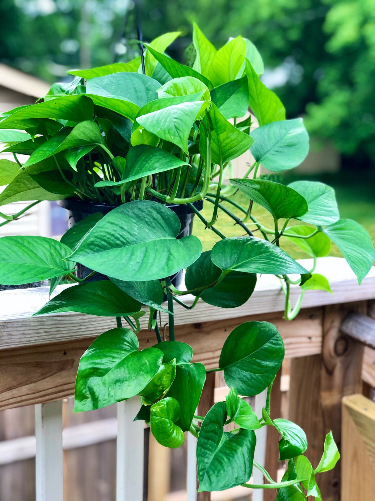 Jade Pothos Cuttings - Beautiful dark green leaves - Brings greenery, luck and joy indoors - Easy care low light houseplant