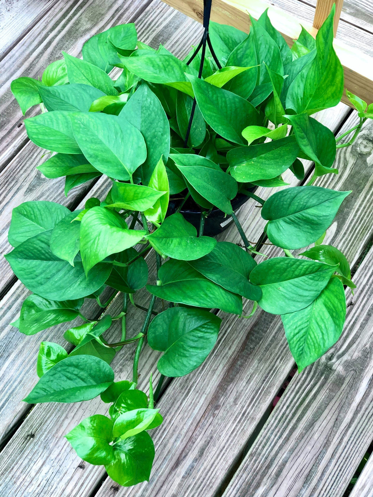Jade Pothos Cuttings - Beautiful dark green leaves - Brings greenery, luck and joy indoors - Easy care low light houseplant