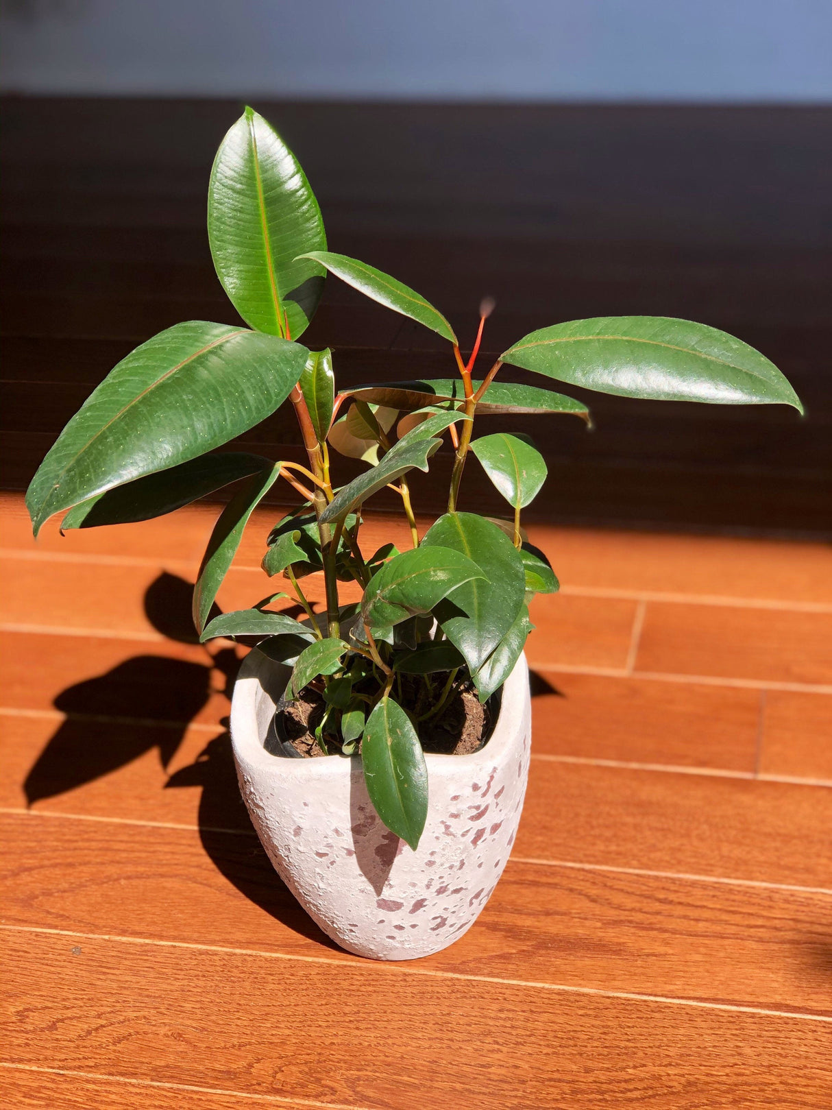 Rubber Tree - Ficus Elastica Burgundy - 4” Pot Indoor live rubber tree - Easy care houseplant - Home decor plant - Gift plant