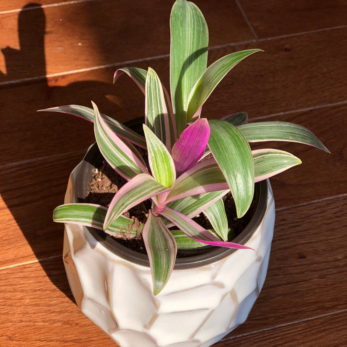 Rare Tradescantia - Rare Purple Variegated Wandering Jew - Mosses in the Cradle - Beautiful Easy Care Indoor Plant - Rare Plant