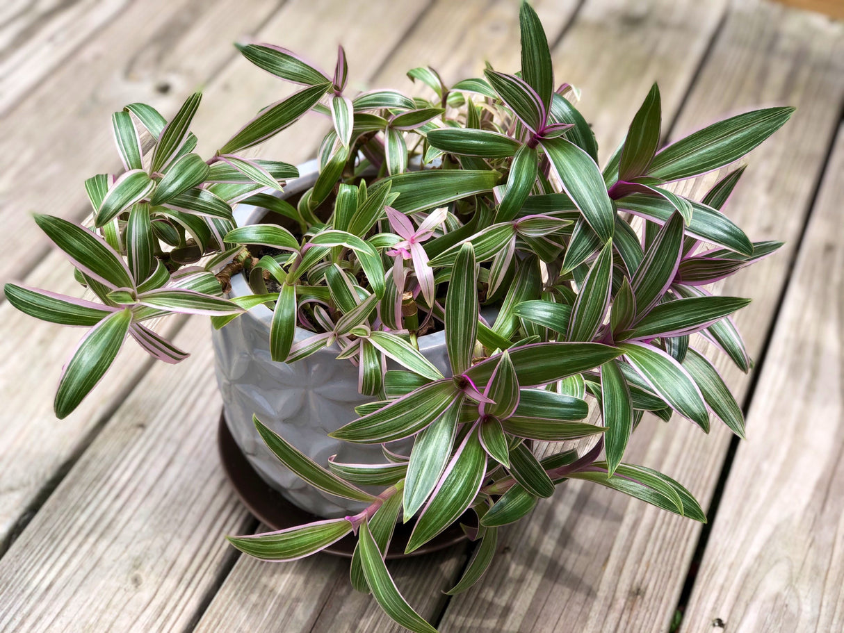Tradescantia plant Rare - Purple color leave - Mosses in the cradle