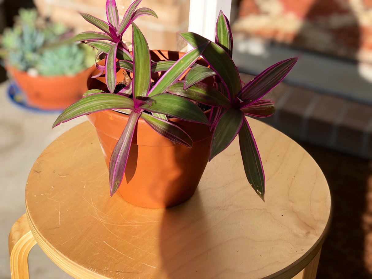 Tradescantia plant Rare - Purple color leave - Mosses in the cradle