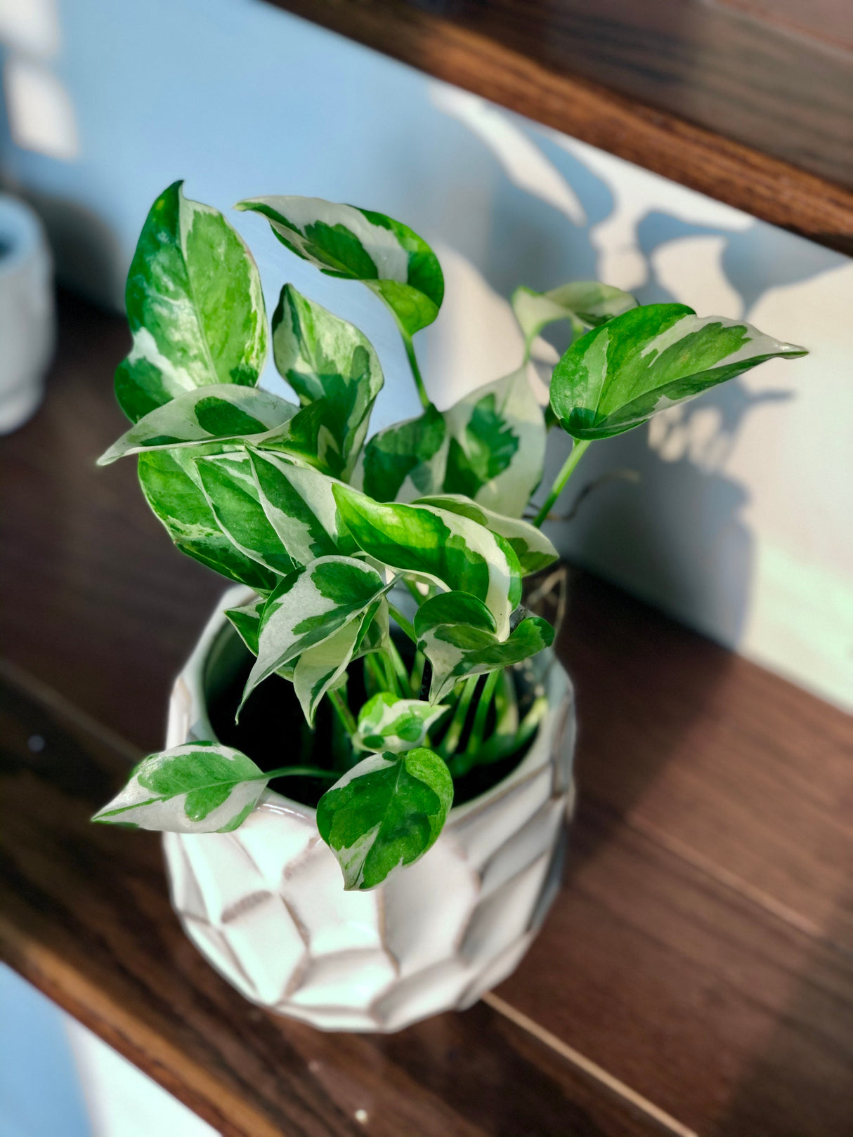 RARE N’Joy Pothos Cuttings - Variegated easy care houseplant - Rare low light indoor plant, shelf, table, hanging basket plant, vine plant